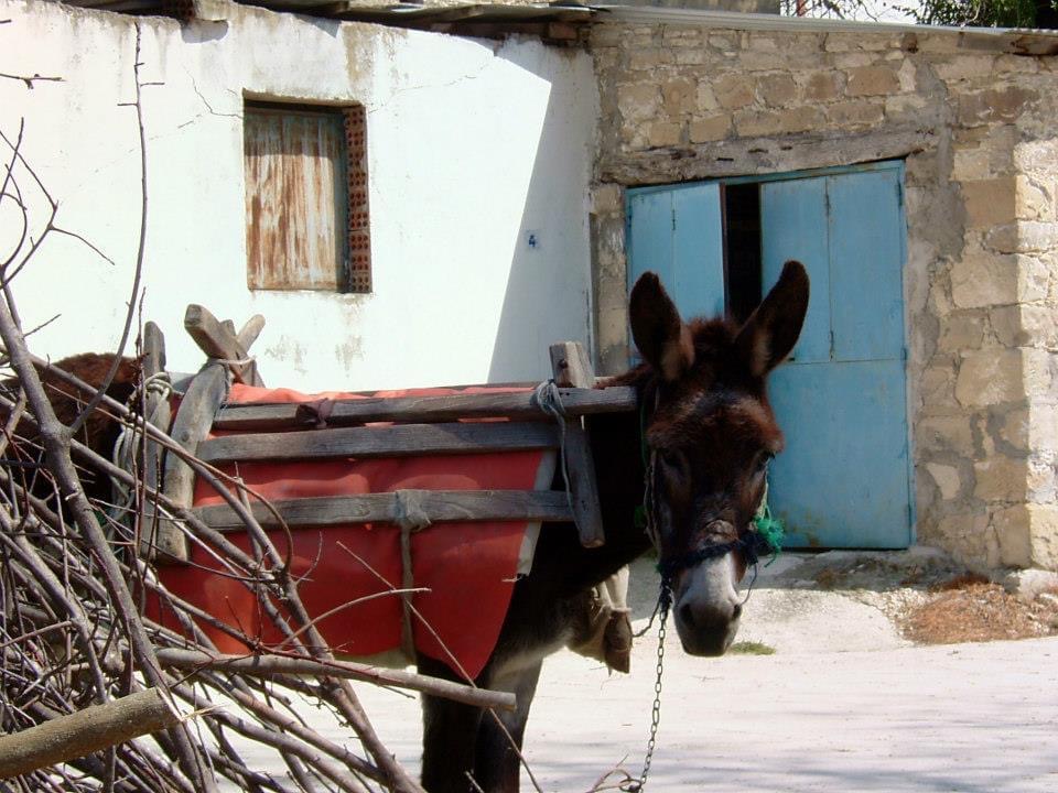 Wee-donkey-by-John-Griffiths-Colby